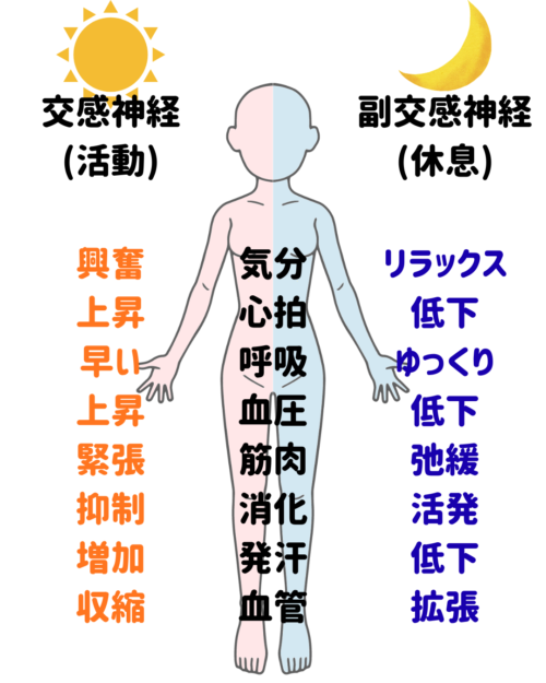 自律神経イラスト